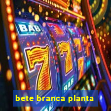 bete branca planta